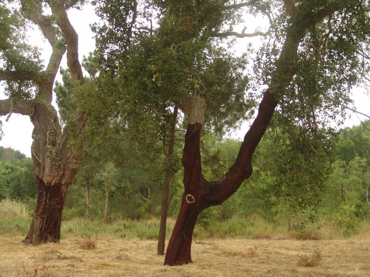 São Teotónio Herdade Rodrigo Afonso מראה חיצוני תמונה