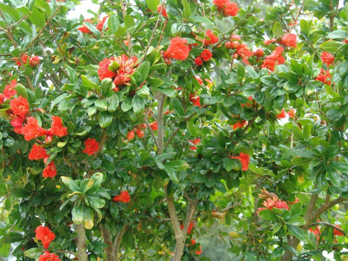 São Teotónio Herdade Rodrigo Afonso מראה חיצוני תמונה